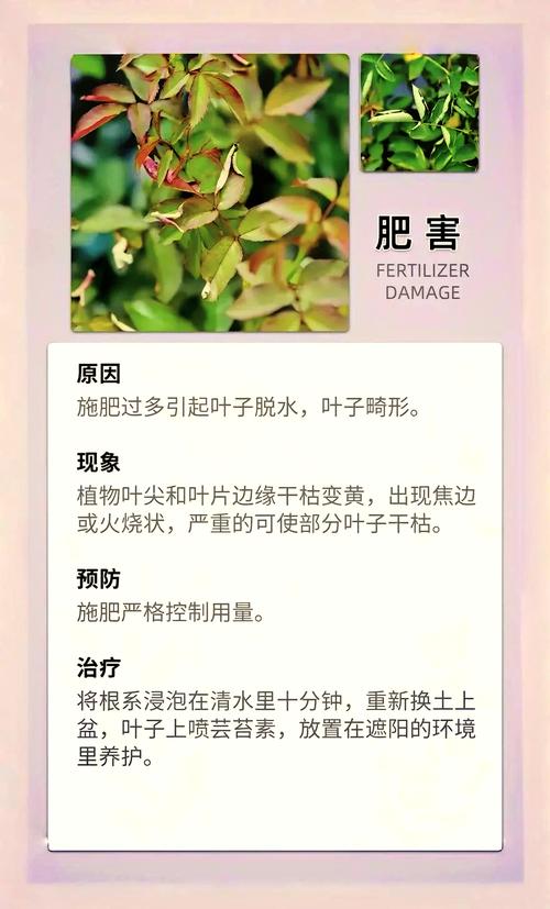 月季叶子卷曲萎蔫怎么回事?5大原因及急救处理方案 月季叶子卷曲萎蔫怎么回事?5大原因及急救处理方案