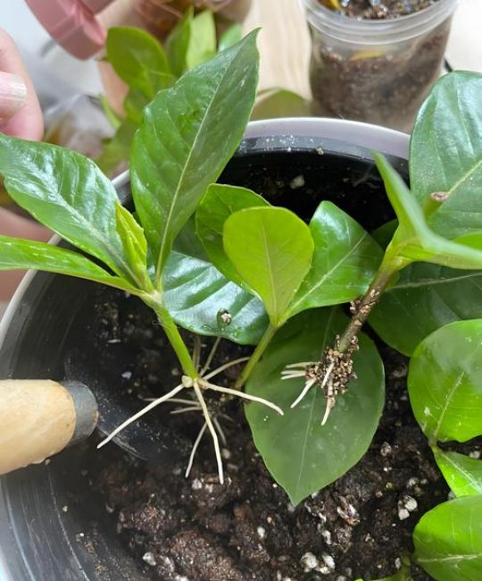 栀子花扦插时间和方法：家庭繁殖全流程指南