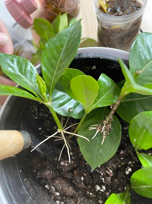 栀子花扦插时间和方法:家庭繁殖全流程指南 栀子花扦插时间和方法:家庭繁殖全流程指南