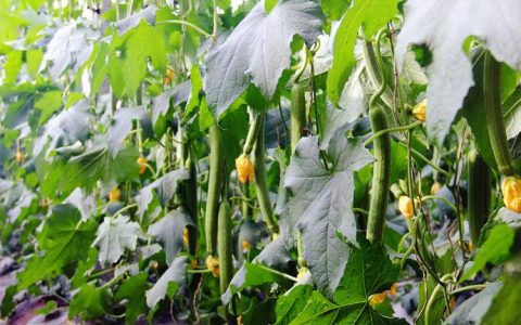 丝瓜怎么种植方法全过程：从选种到高产的管理指南