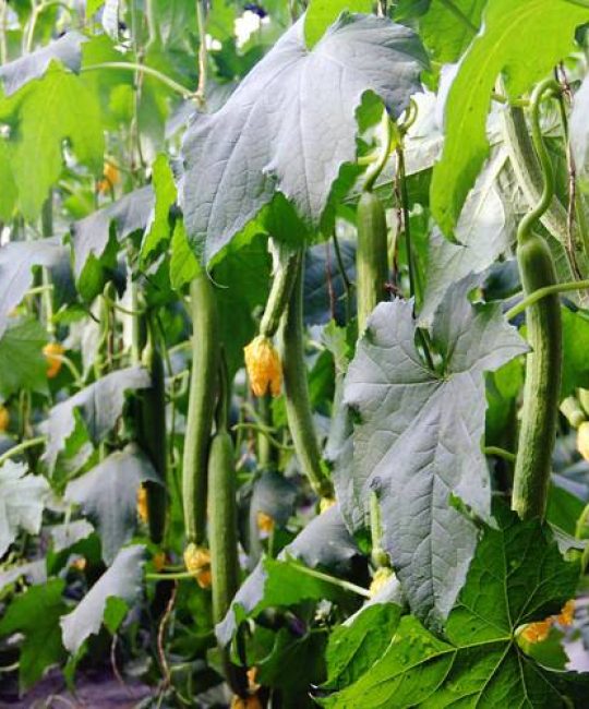 丝瓜怎么种植方法全过程：从选种到高产的管理指南