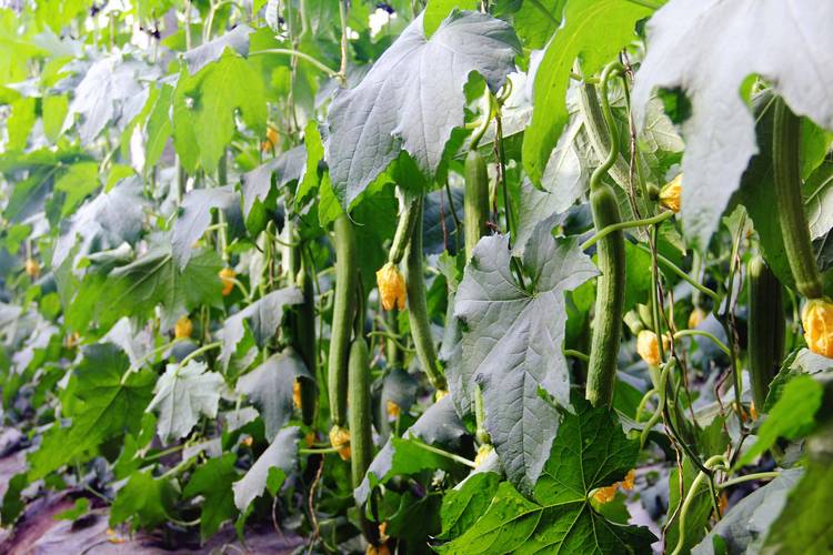 丝瓜怎么种植方法全过程:从选种到高产的管理指南 丝瓜怎么种植方法全过程:从选种到高产的管理指南