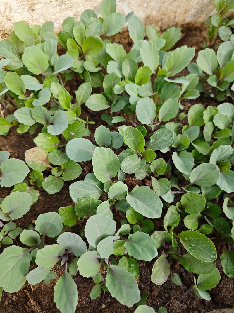 羽衣甘蓝幼苗图片：十字花科观叶植物的识别与栽培指南