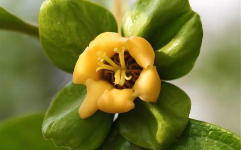 柿子树开花结果时间与种植管理全攻略