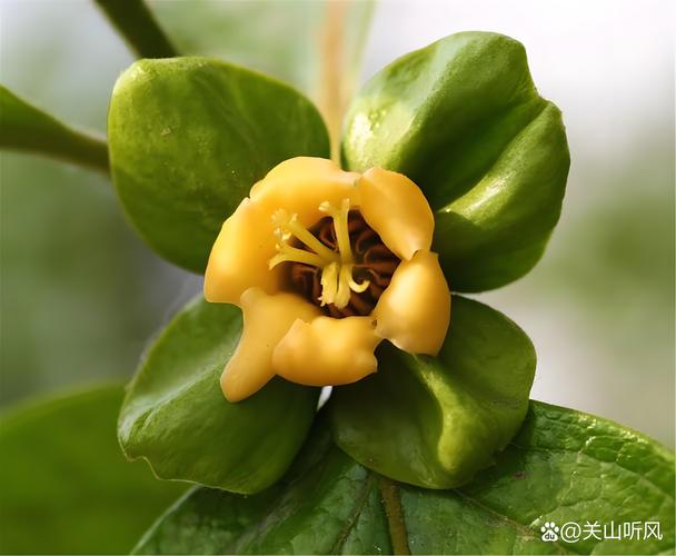 柿子树开花结果时间与种植管理全攻略 柿子树开花结果时间与种植管理全攻略