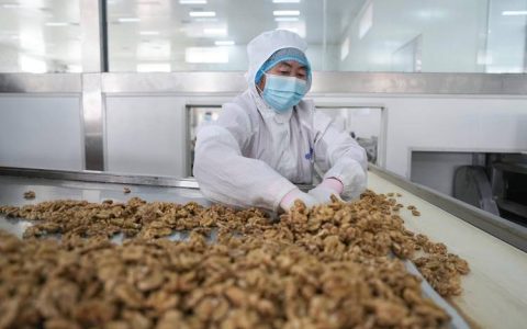 生核桃怎么加工成熟核桃：从采摘到干燥的全流程指南