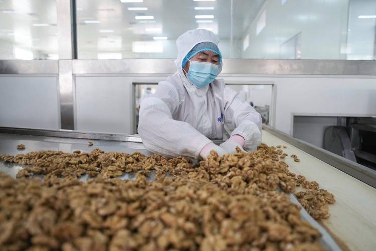 生核桃怎么加工成熟核桃:从采摘到干燥的全流程指南 生核桃怎么加工成熟核桃:从采摘到干燥的全流程指南
