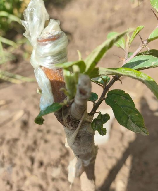 樱桃树嫁接最佳时间与技巧：春季枝接与秋季芽接全攻略