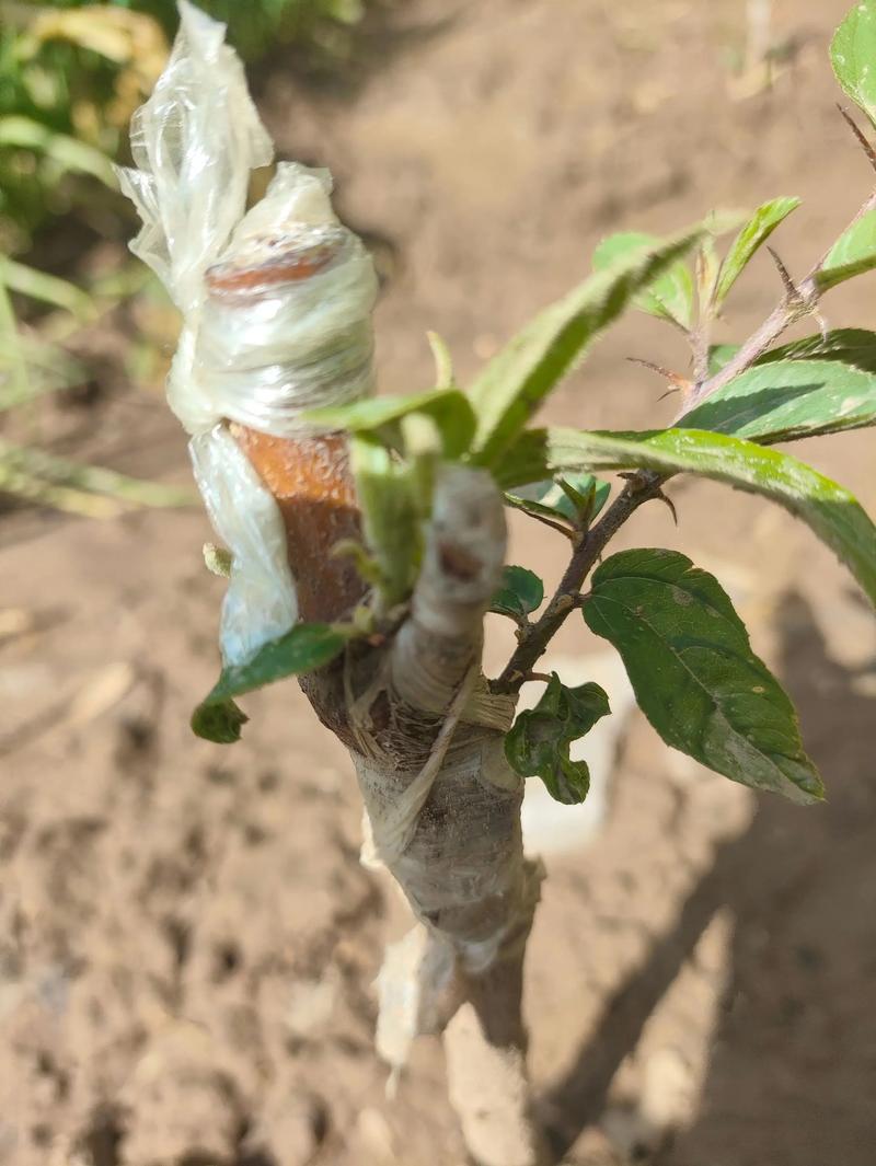 樱桃树嫁接最佳时间与技巧:春季枝接与秋季芽接全攻略 樱桃树嫁接最佳时间与技巧:春季枝接与秋季芽接全攻略
