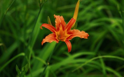 萱草的俗称叫什么？详解萱草的别名、科属与形态特征