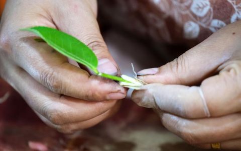 茶树扦插育苗技术全解析：提高成活率的关键参数与操作流程