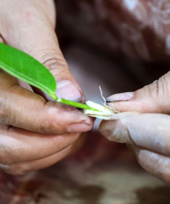 茶树扦插育苗技术全解析：提高成活率的关键参数与操作流程