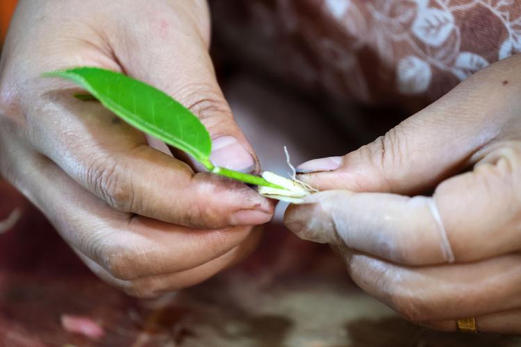 茶树扦插育苗技术全解析:提高成活率的关键参数与操作流程 茶树扦插育苗技术全解析:提高成活率的关键参数与操作流程
