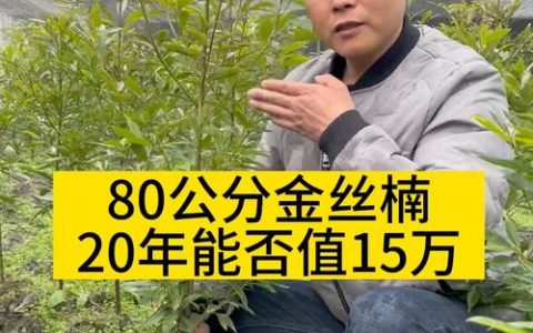 2026年金丝楠木现在市价多少？不同规格价格表与选购指南
