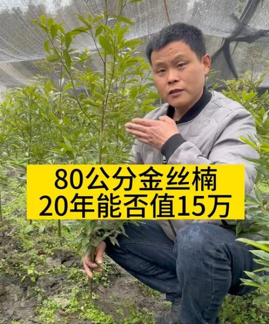 2026年金丝楠木现在市价多少？不同规格价格表与选购指南
