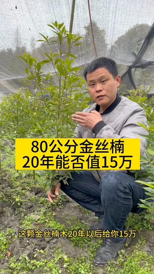 2026年金丝楠木现在市价多少？不同规格价格表与选购指南