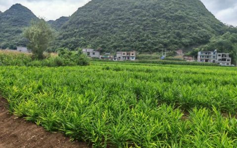 生姜的种植方法及栽培技术：从选种到丰收的7个关键步骤