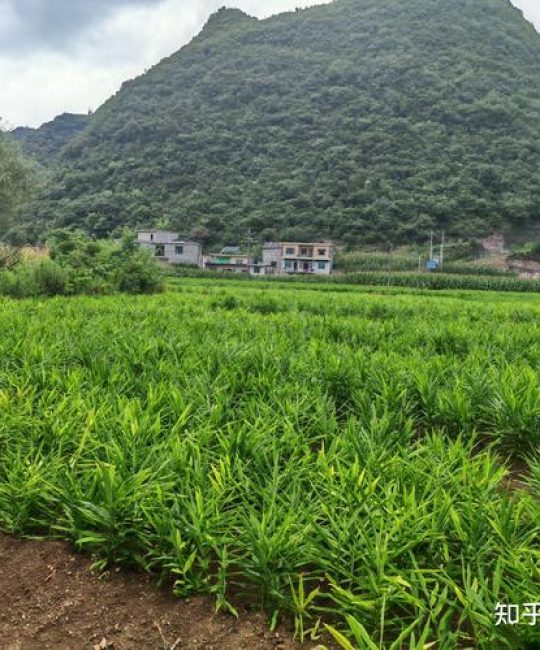 生姜的种植方法及栽培技术：从选种到丰收的7个关键步骤