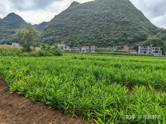 生姜的种植方法及栽培技术：从选种到丰收的7个关键步骤