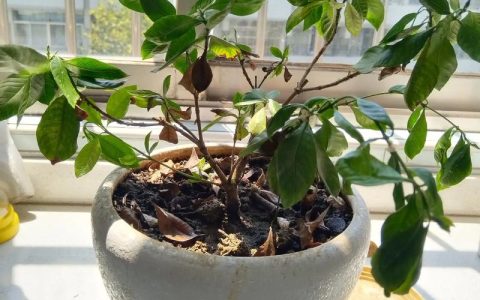栀子花叶子发蔫怎么补救？权威诊断与处理指南