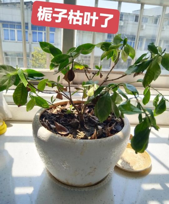 栀子花叶子发蔫怎么补救？权威诊断与处理指南