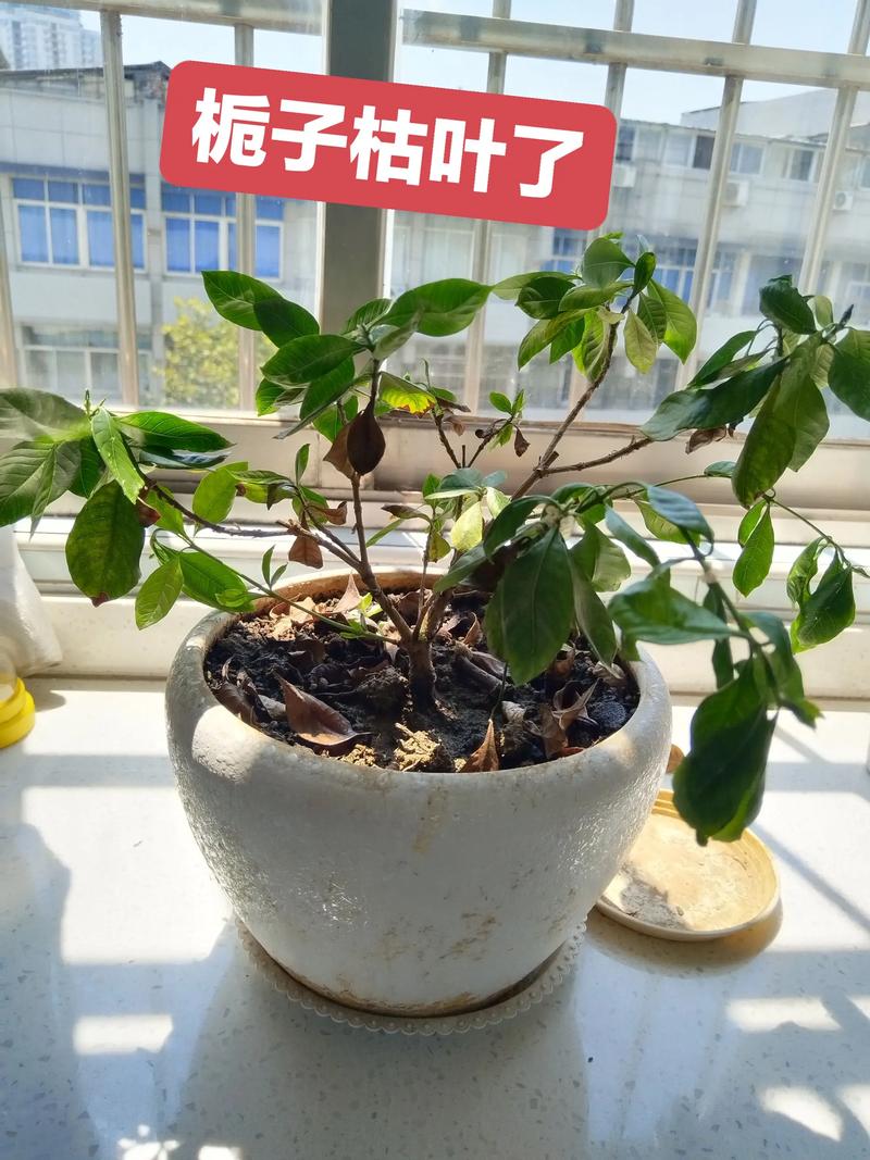 栀子花叶子发蔫怎么补救？权威诊断与处理指南