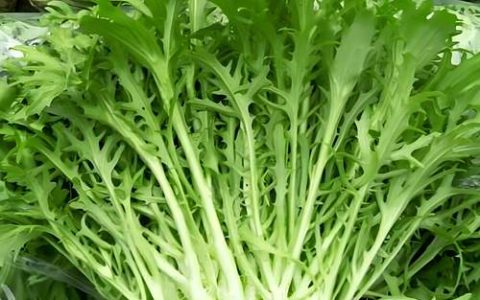 苦菊种植时间及种植方法：从播种到收获的完整指南