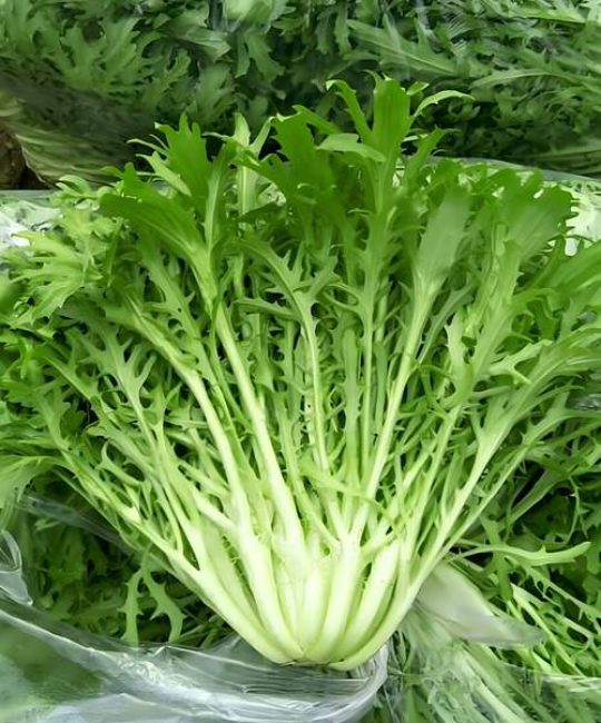 苦菊种植时间及种植方法：从播种到收获的完整指南