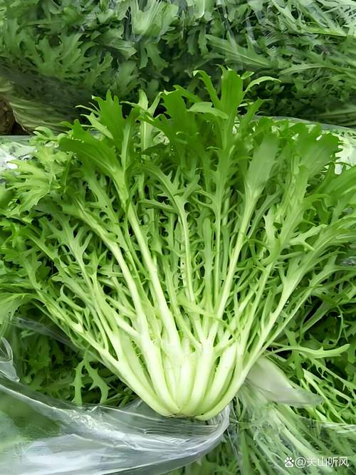 苦菊种植时间及种植方法：从播种到收获的完整指南