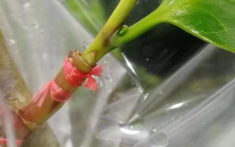 茶花嫁接的6种方法详解：提高成活率的关键技术