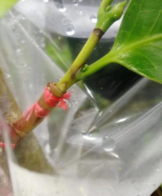 茶花嫁接的6种方法详解：提高成活率的关键技术