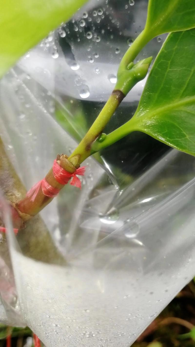 茶花嫁接的6种方法详解：提高成活率的关键技术