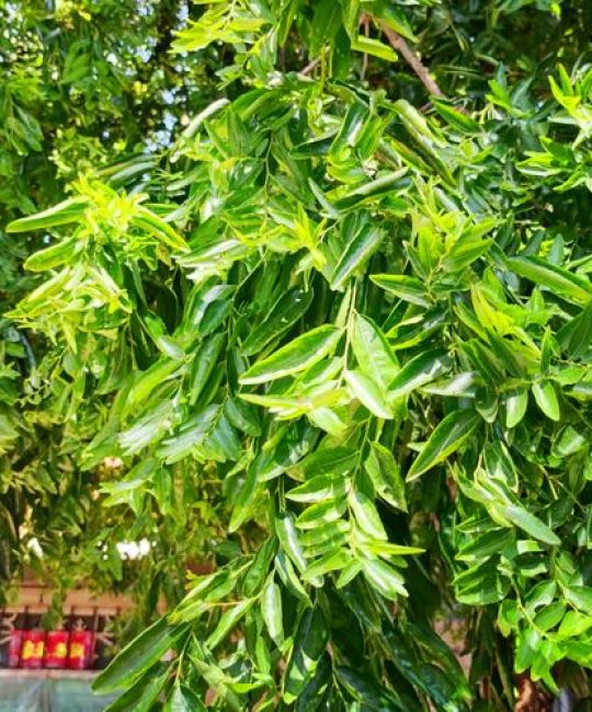 枣树疯长不结果是什么原因？枣疯病防治与健康管理指南