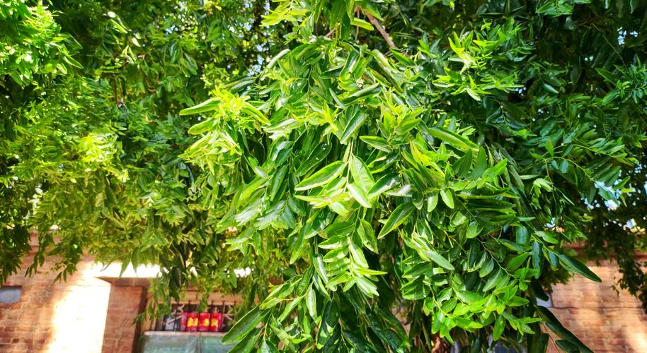 枣树疯长不结果是什么原因？枣疯病防治与健康管理指南