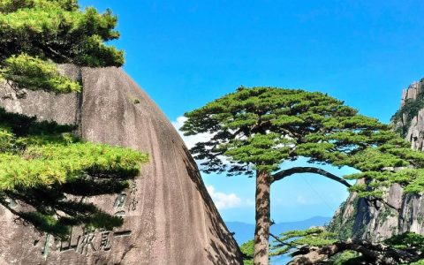 松树：坚韧长寿的常绿象征与百科详解