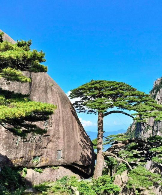 松树：坚韧长寿的常绿象征与百科详解