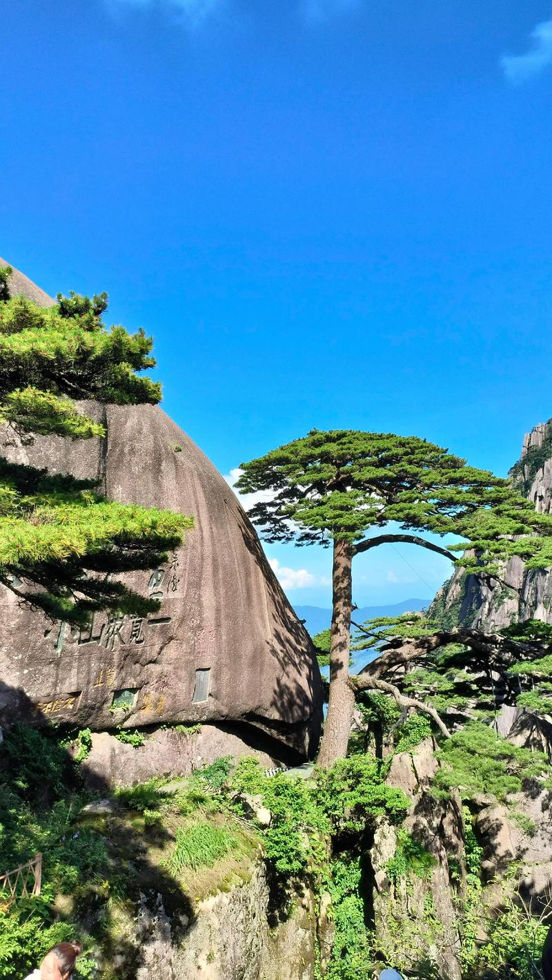 松树:坚韧长寿的常绿象征与百科详解 松树:坚韧长寿的常绿象征与百科详解