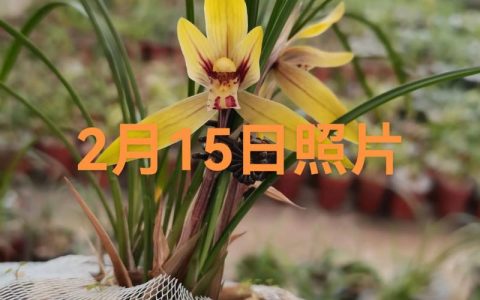 兰花花期多长时间？不同品种花期及延长技巧详解