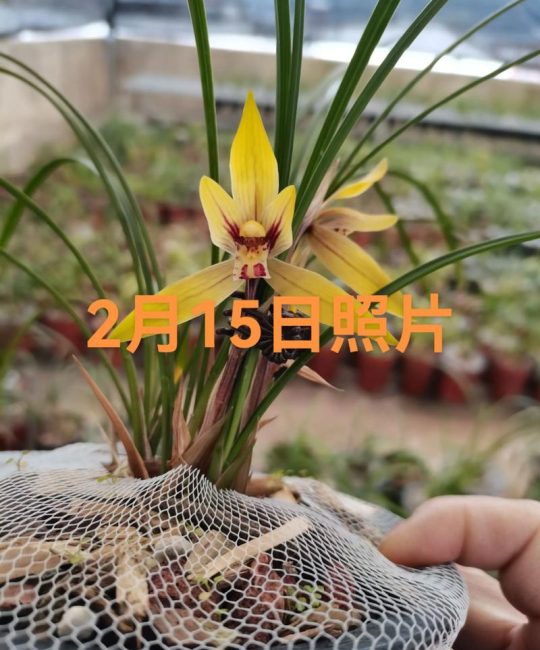 兰花花期多长时间？不同品种花期及延长技巧详解