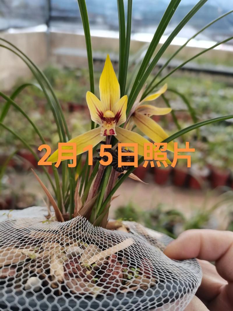 兰花花期多长时间?不同品种花期及延长技巧详解 兰花花期多长时间?不同品种花期及延长技巧详解