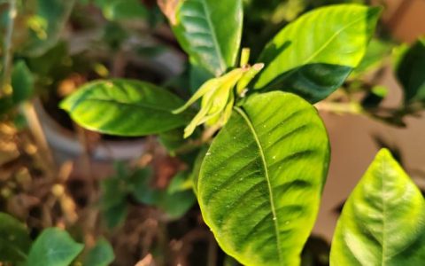 栀子花为什么不开花？4大原因排查与解决方法