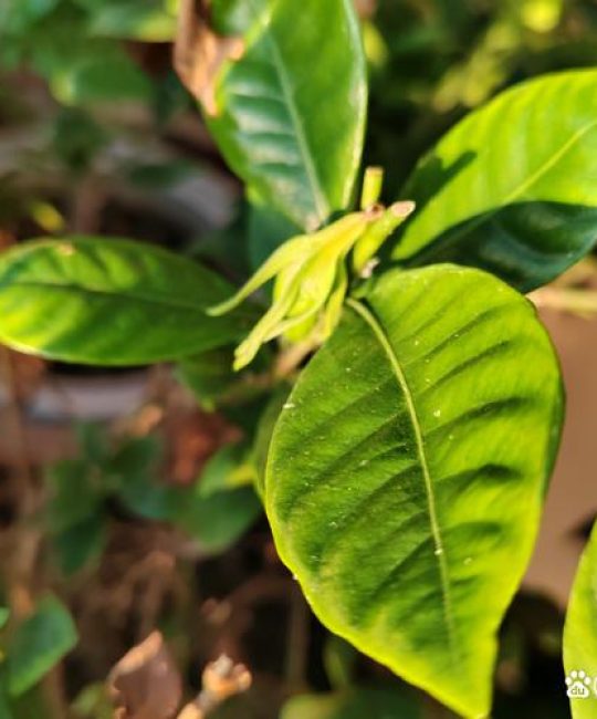 栀子花为什么不开花？4大原因排查与解决方法