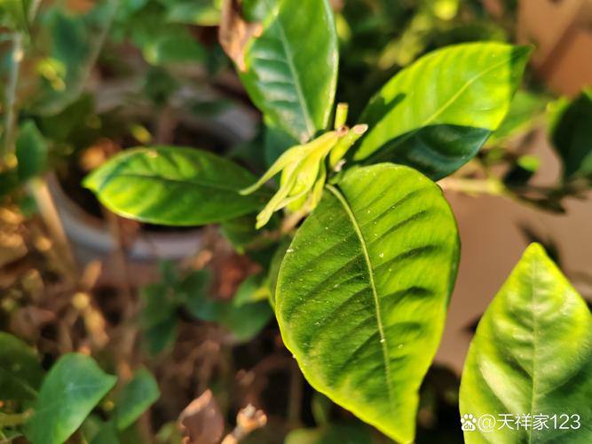栀子花为什么不开花？4大原因排查与解决方法