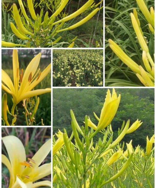 黄花菜和萱草花的区别：一文看懂食用与观赏的植物差异