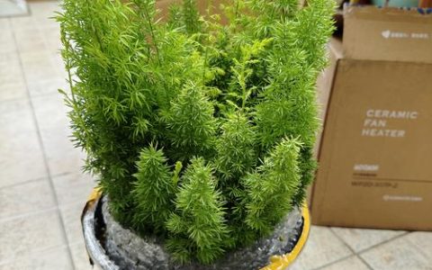 北方室外耐寒盆栽推荐：这几种植物越冬不用愁，养在家里最安全