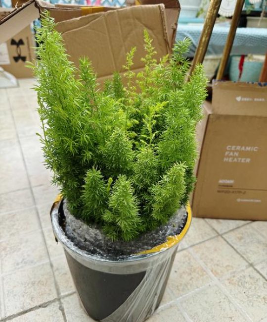 北方室外耐寒盆栽推荐：这几种植物越冬不用愁，养在家里最安全