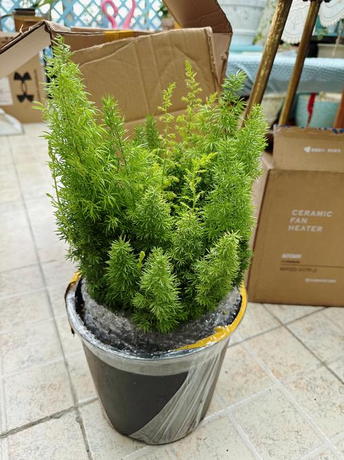 北方室外耐寒盆栽推荐:这几种植物越冬不用愁,养在家里最安全 北方室外耐寒盆栽推荐:这几种植物越冬不用愁,养在家里最安全