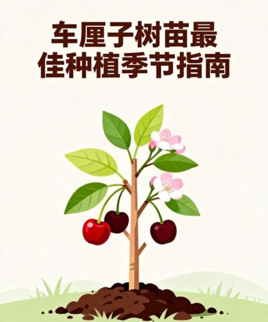 车厘子种植全指南：最佳时间与高成活率操作规程