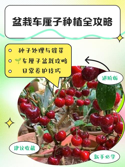 车厘子种植全指南:最佳时间与高成活率操作规程 六、 缓苗管理