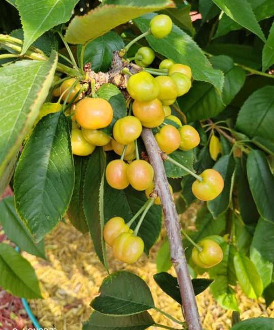 樱桃好吃树难栽是什么意思？2026年樱桃种植的气候、土壤与经济价值全解析